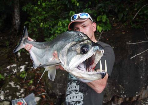 Vampire fish .